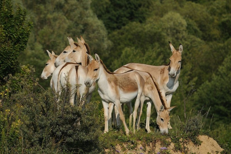 Equus hemionus