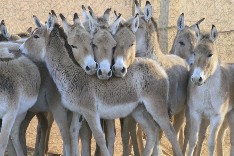 Кулан Equus hemionus