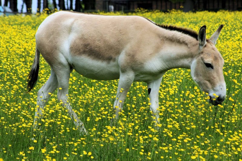 Лошадь Кулан