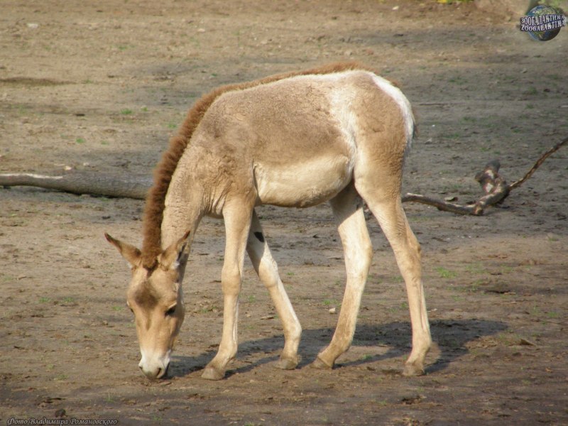 Сирийский Кулан
