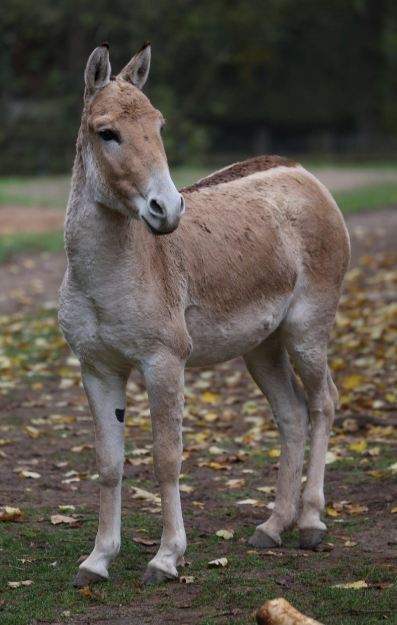 Кулан Equus hemionus