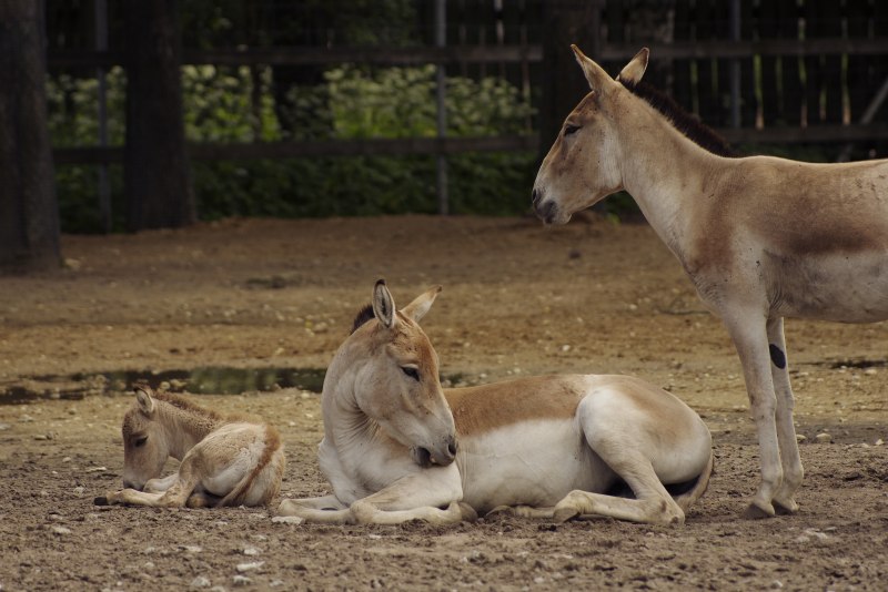 Equus Kiang