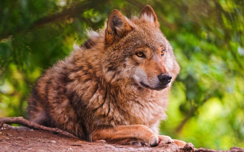 Бурая волчица (55 фото)