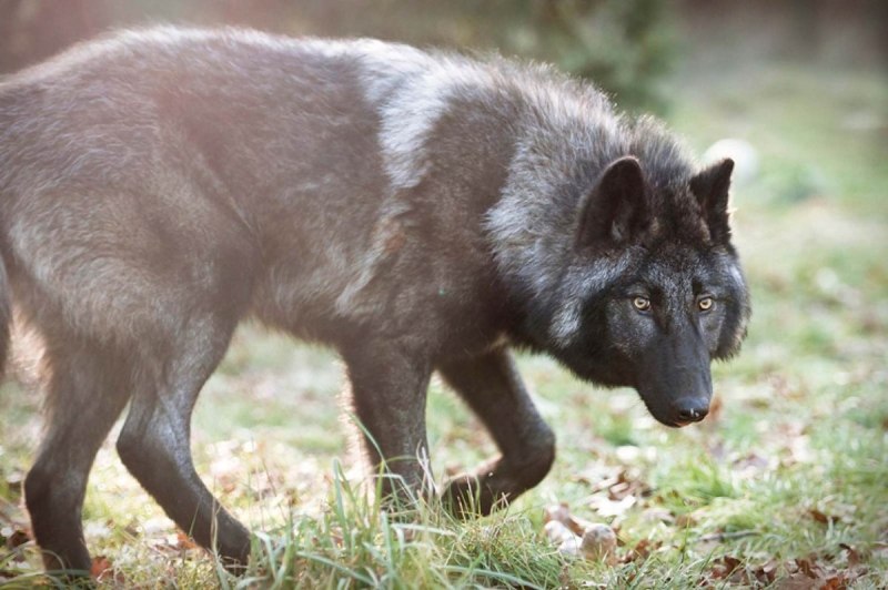 Американская Тундровая овчарка American Tundra Shepherd