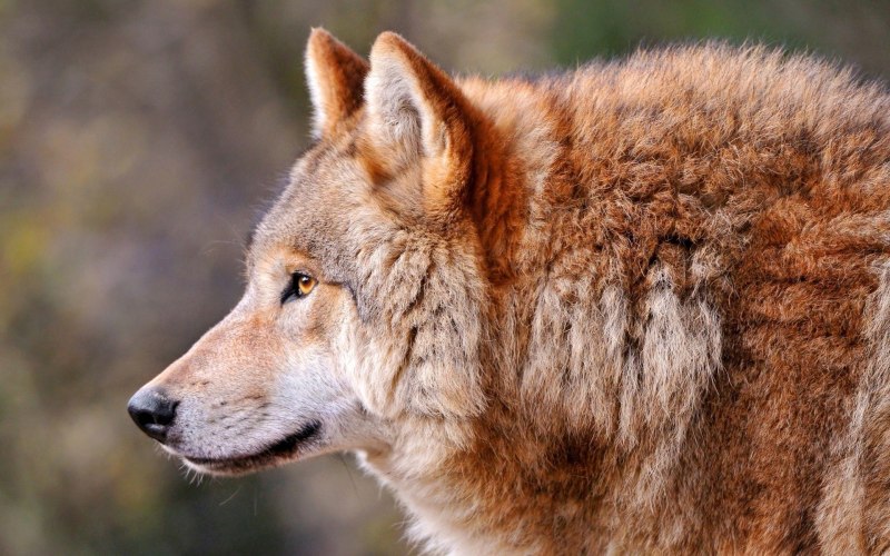 Иберийский волк (canis Lupus signatus)