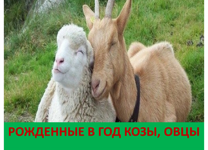 Рожки козы