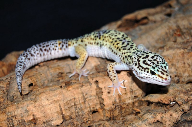 Эублефар (Eublepharis macularius)