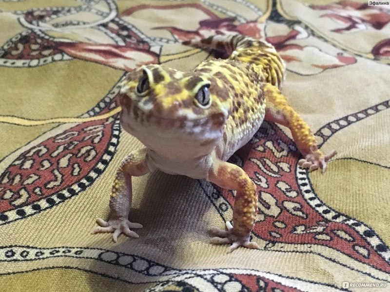 Леопардовый эублефар чёрный