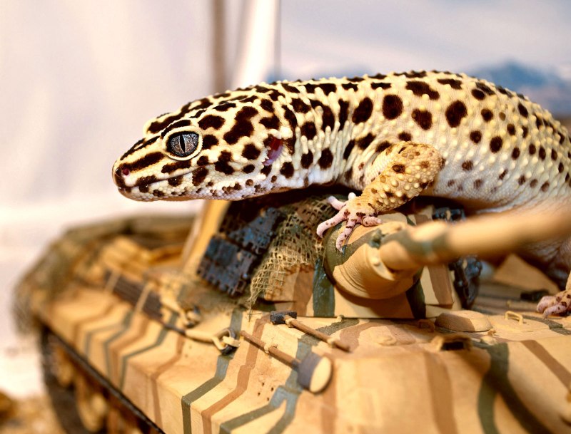 Пятнистый эублефар Eublepharis macularius