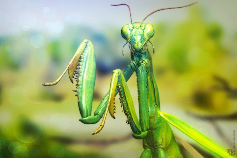 Земляной богомол (Geomantis Larvoides)
