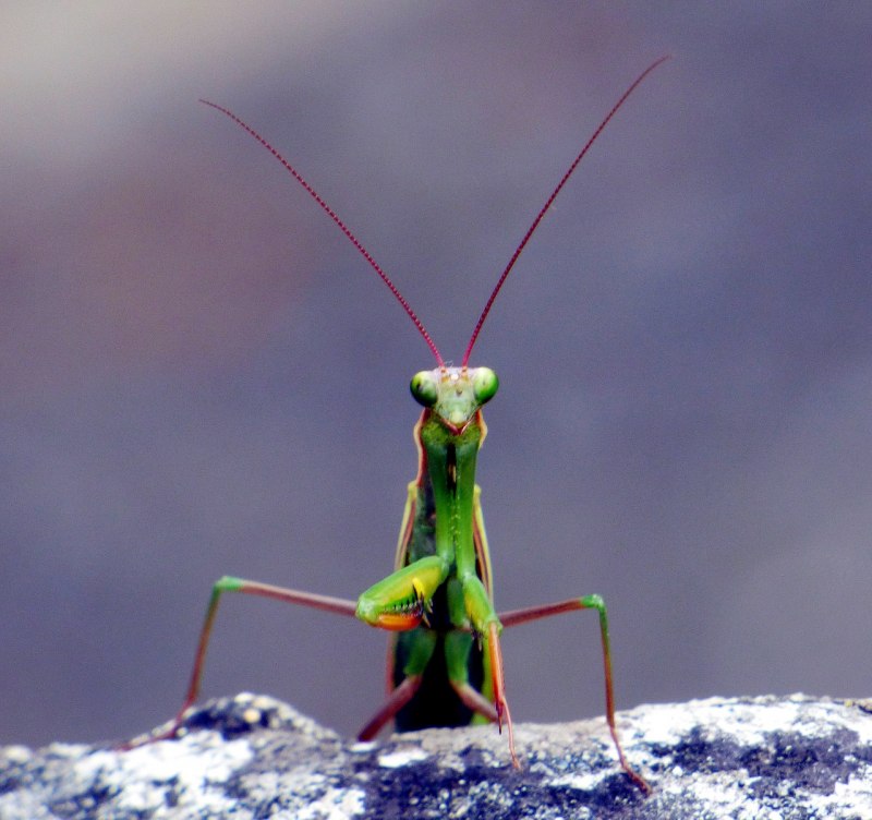 Земляной богомол (Geomantis Larvoides)