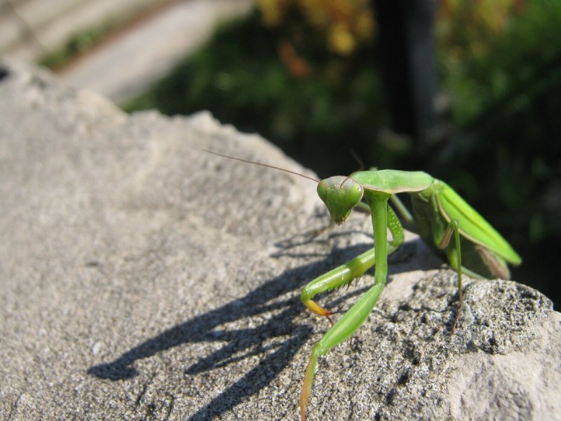 Богомол обыкновенный (Mantis religiosa)