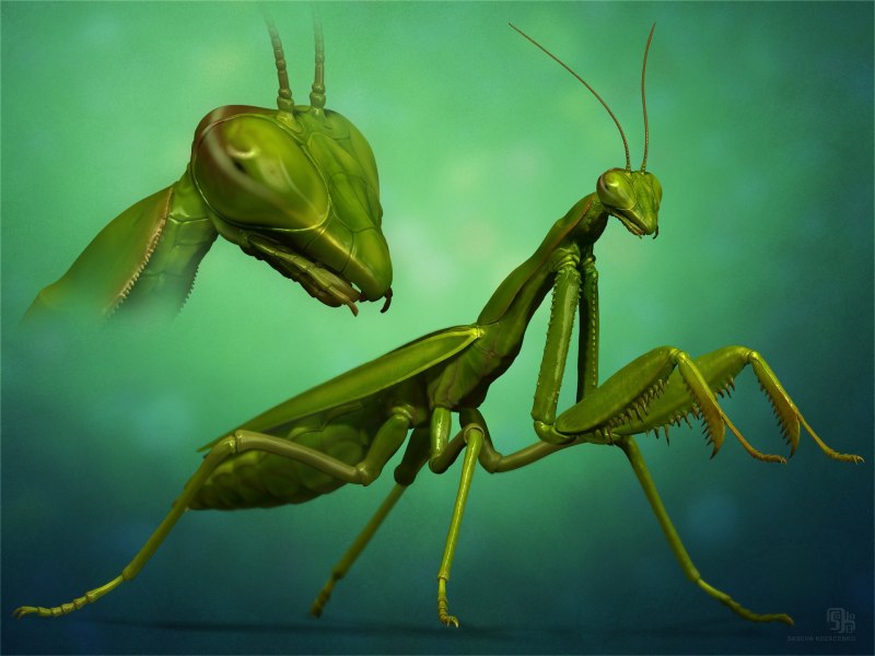 Богомол Idolomantis diabolica
