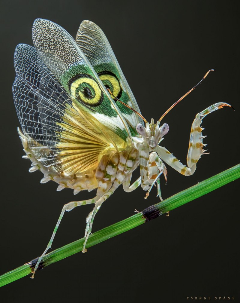 Rhombodera basalis