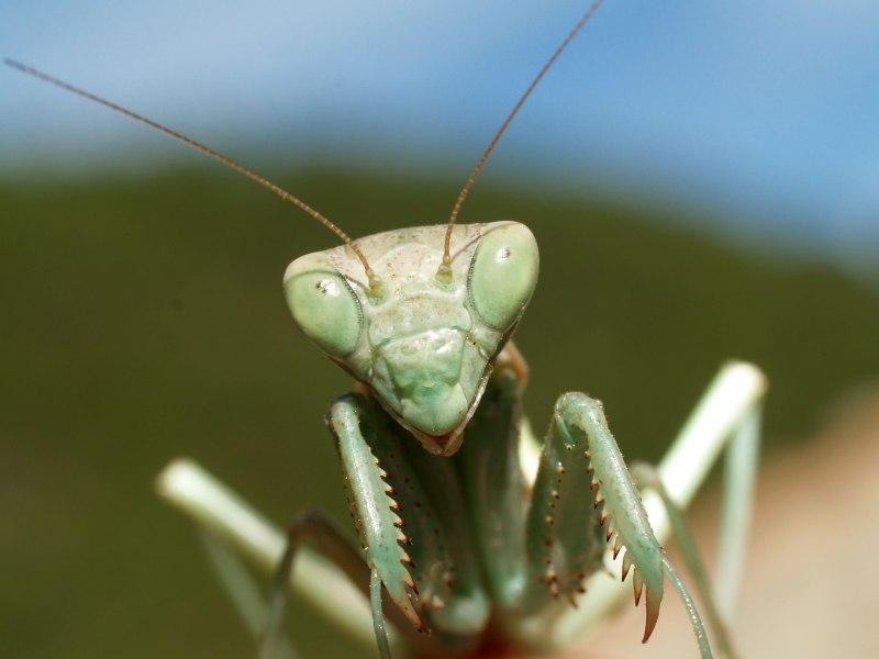 Midge "Mantissa" Sinnaeve