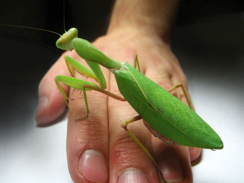Praying Mantis Жук
