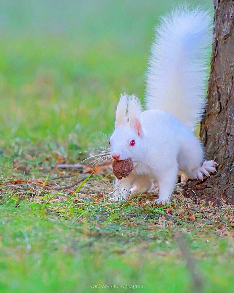 Скунс альбинос фото