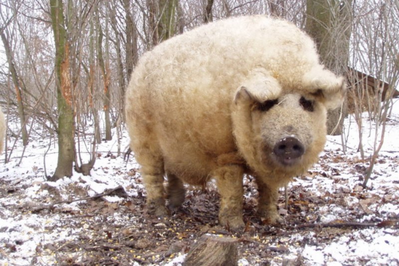 Венгерская мангалица