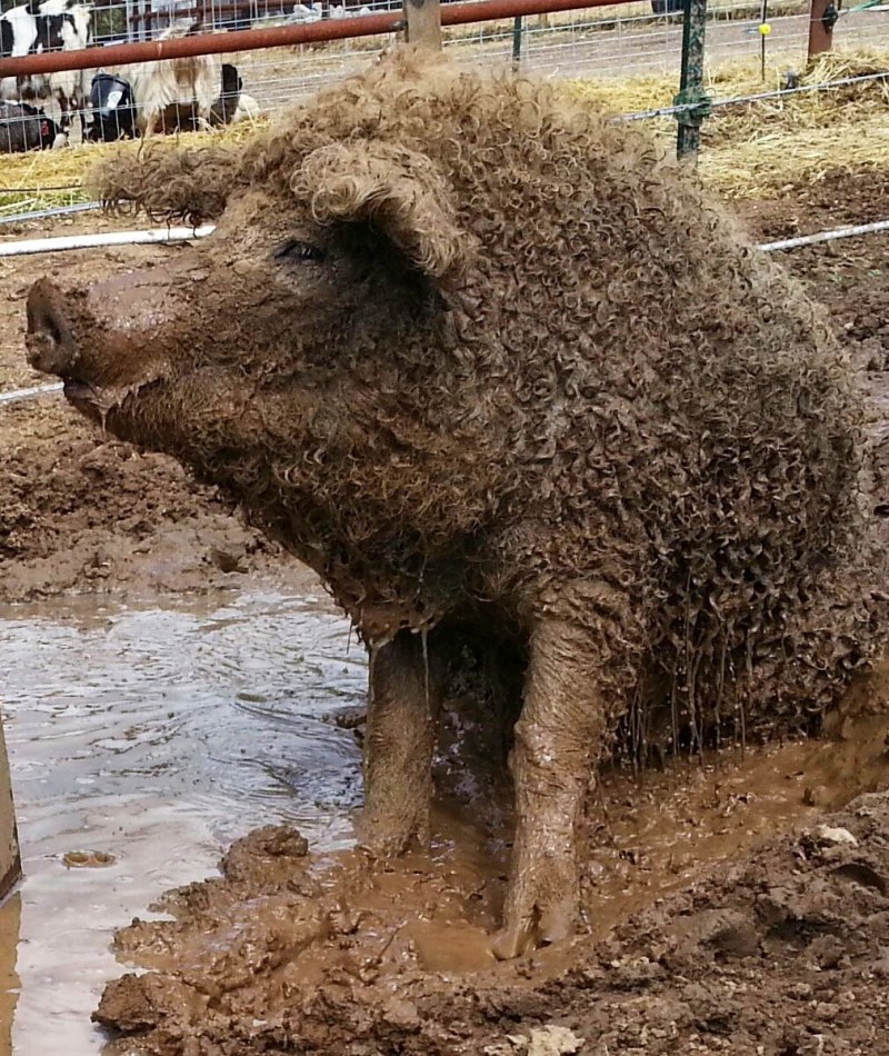 Кудрявые свиньи мангалица