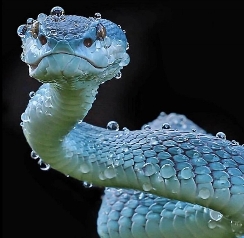 Trimeresurus albolabris