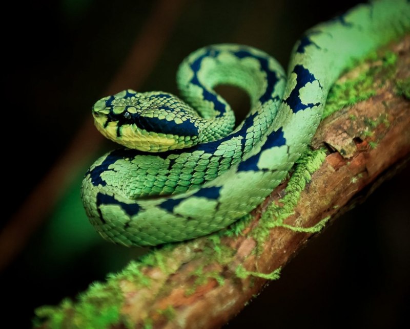 Trimeresurus albolabris