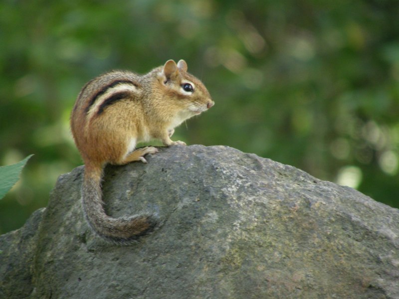 Восточный бурундук (Tamias striatus