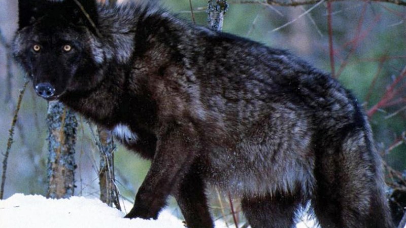 Canis Lupus alces
