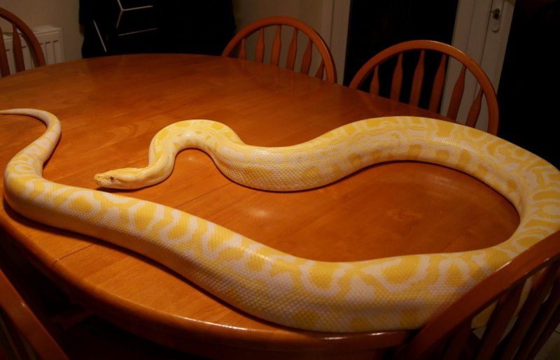 Королевский питон Albino