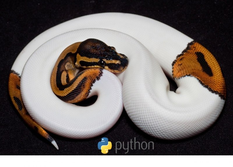 Albino Anaconda