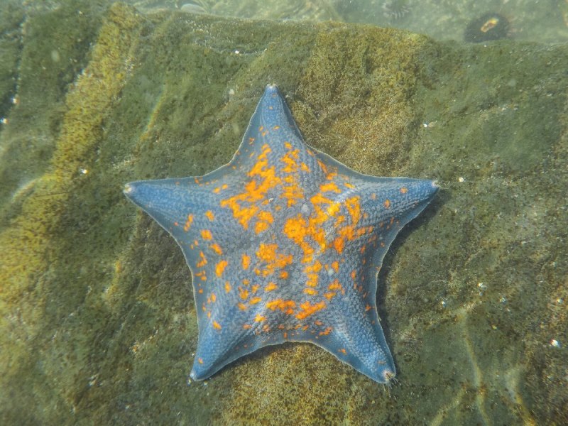Морская звезда симметрия