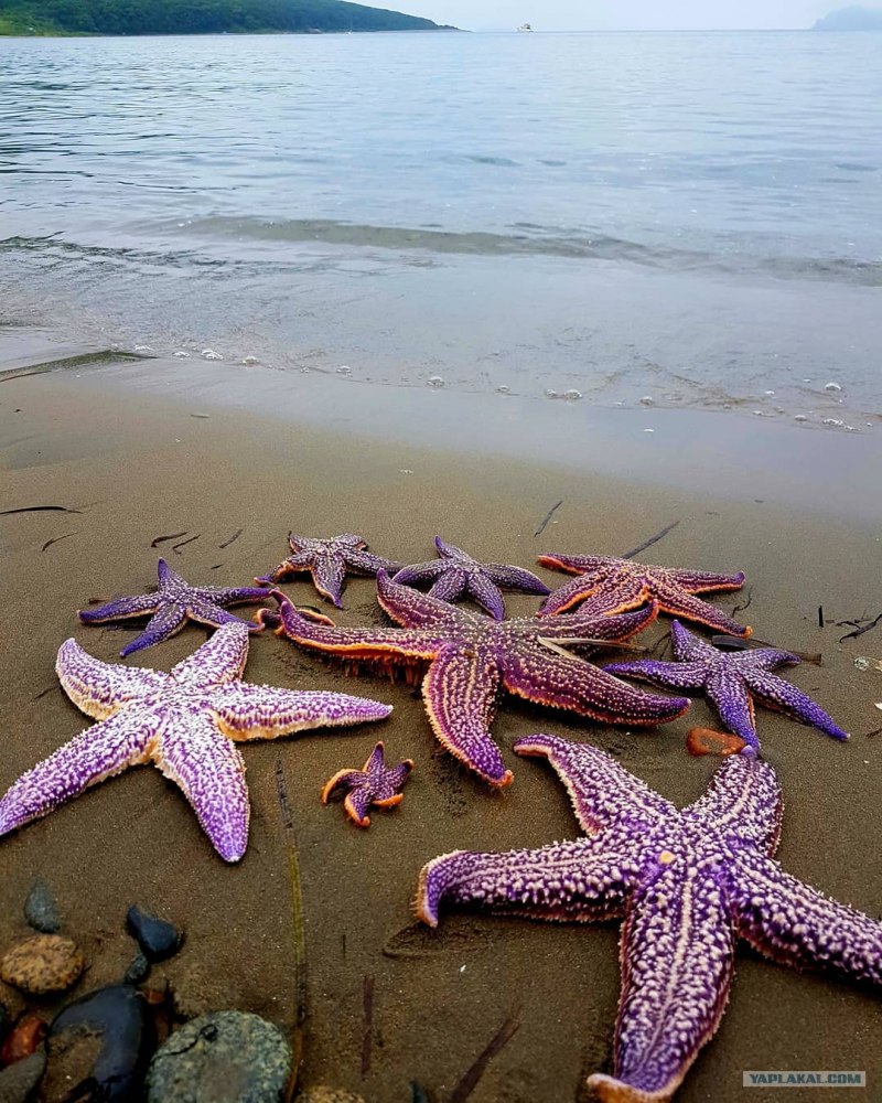 Морская Звездочка
