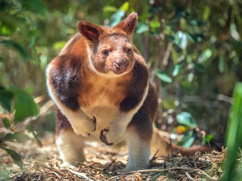 Rainforest endangered animals