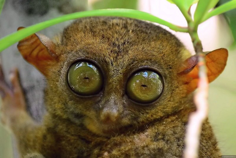 Tarsius pumilus (карликовый долгопят);