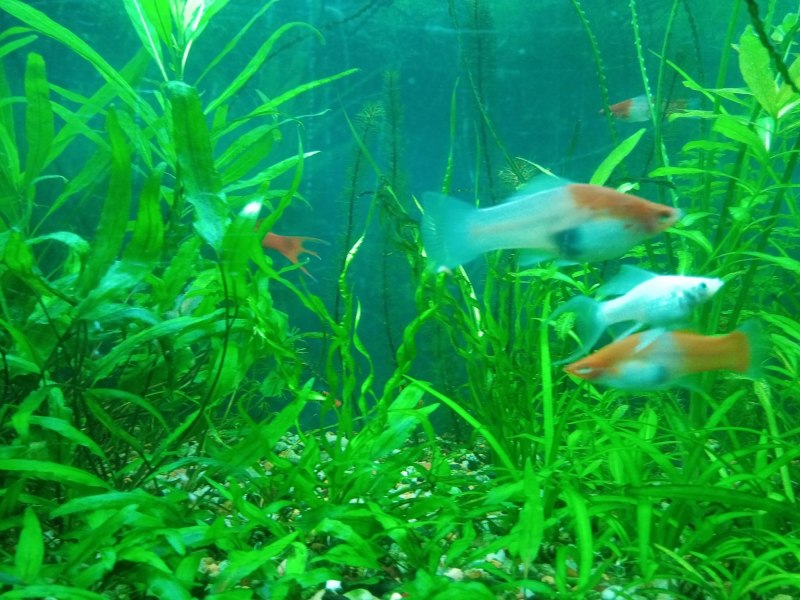 Xiphophorus hellerii