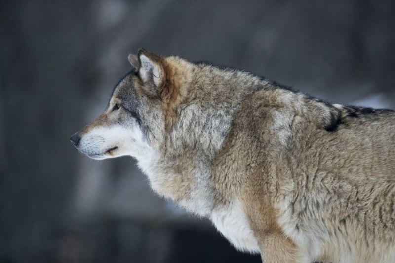 Норвежский волк (64 фото)