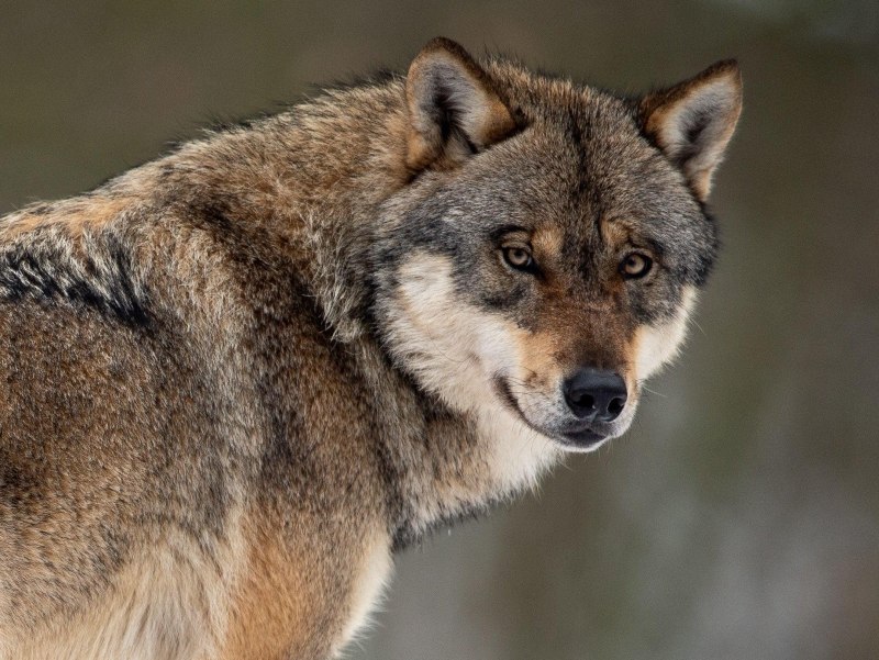 Mark Wolf