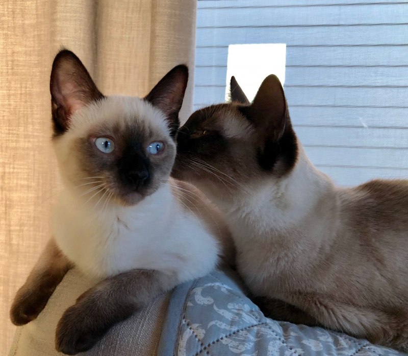 Сиамская турецкая кошка