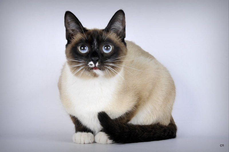Коты Сноу Шу