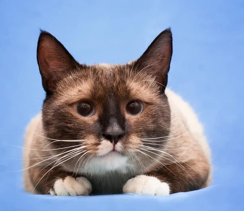 Котята Сноу Шу маленькие