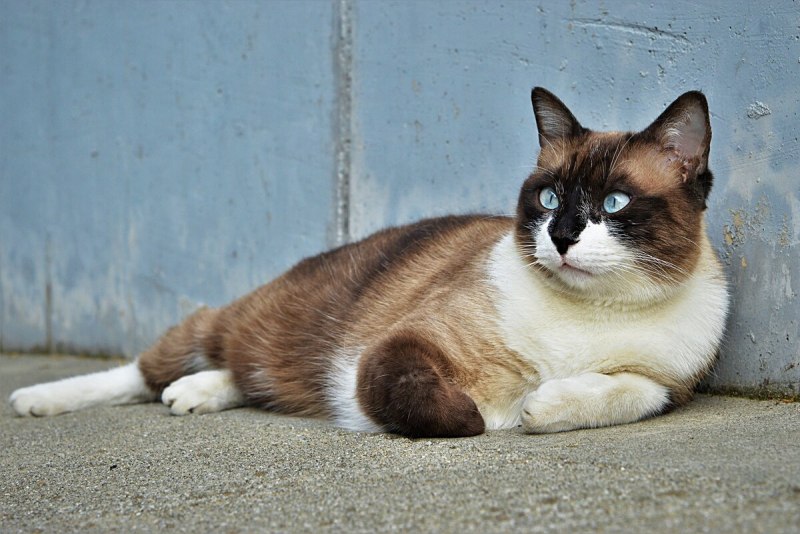 Фенотип Сноу Шу котята