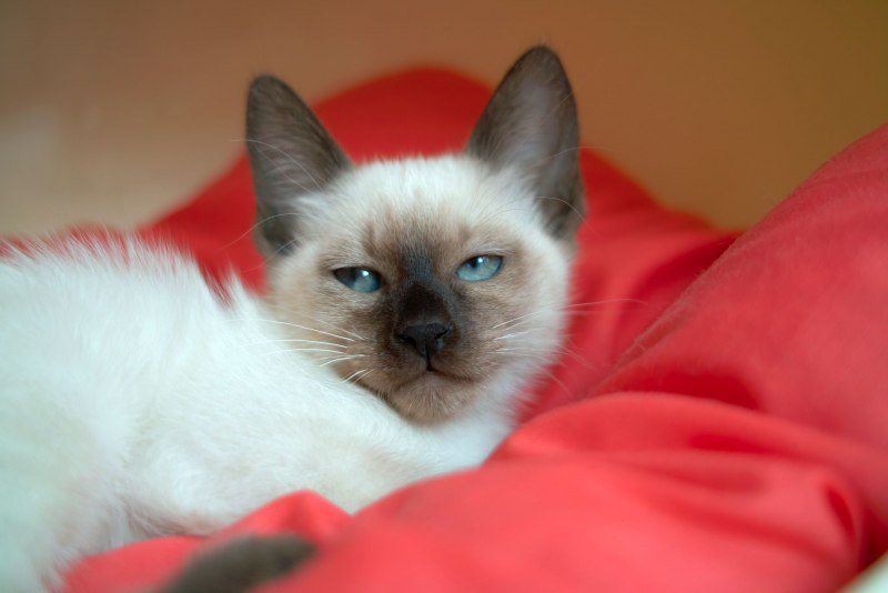 Сиамская турецкая кошка
