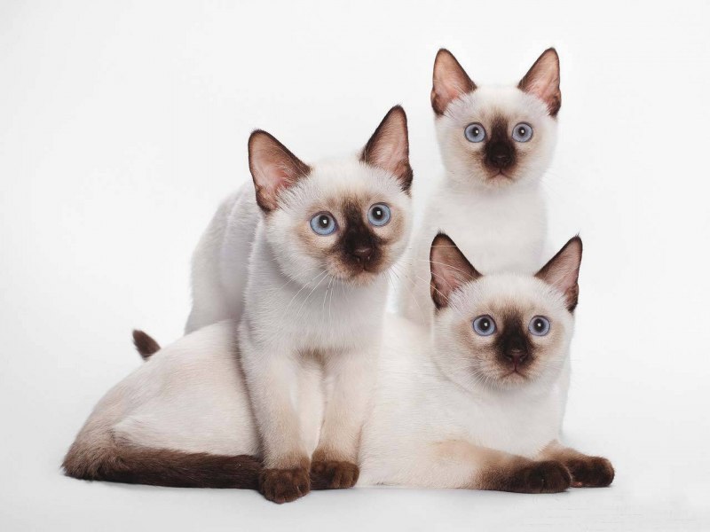 Сноу-Шу котята