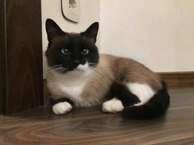 Сиамская кошка