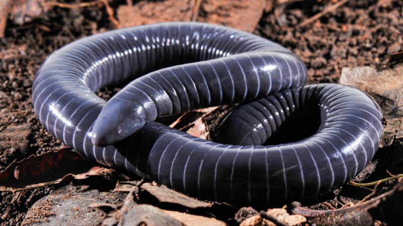 Siphonops Paulensis