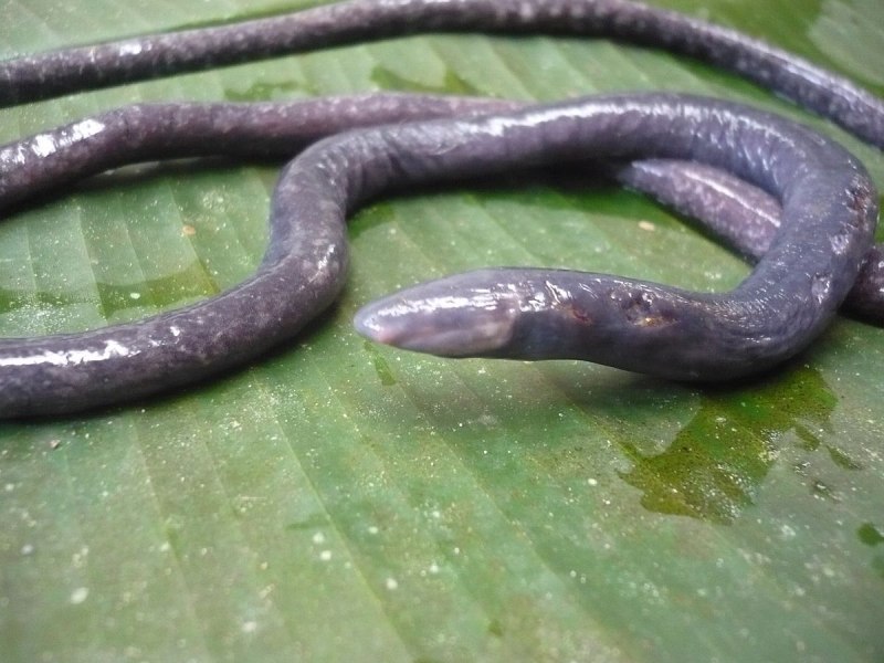 Червяга Microcaecilia dermatophaga)