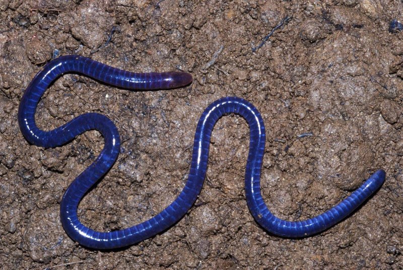 Siphonops Paulensis