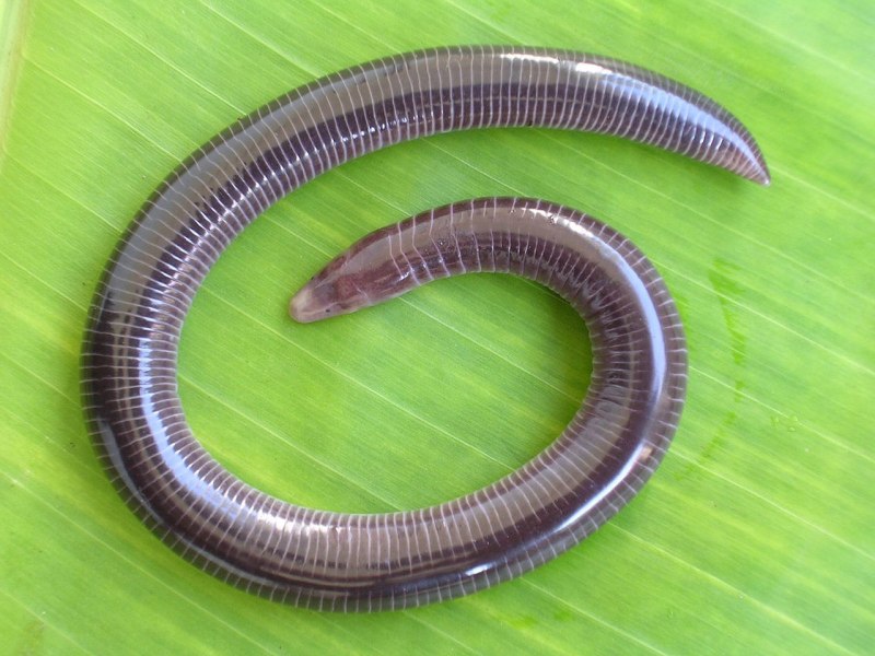 Venomous Tentacula