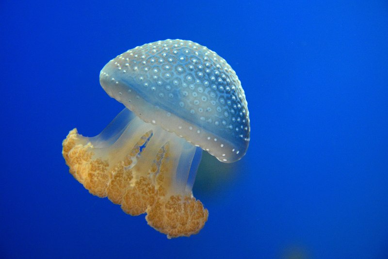 Медуза корнерот в черном море