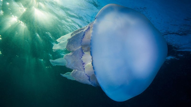 Медуза корнерот в черном море