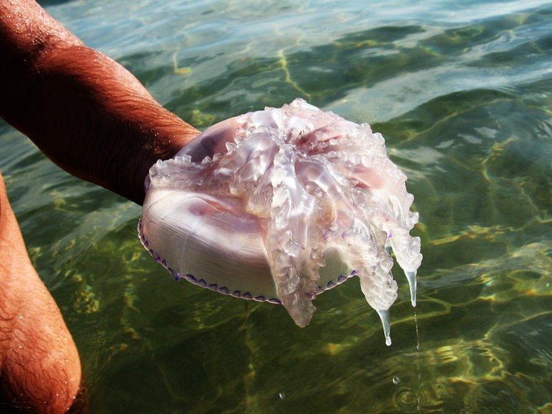 Медуза корнерот в Азовском море